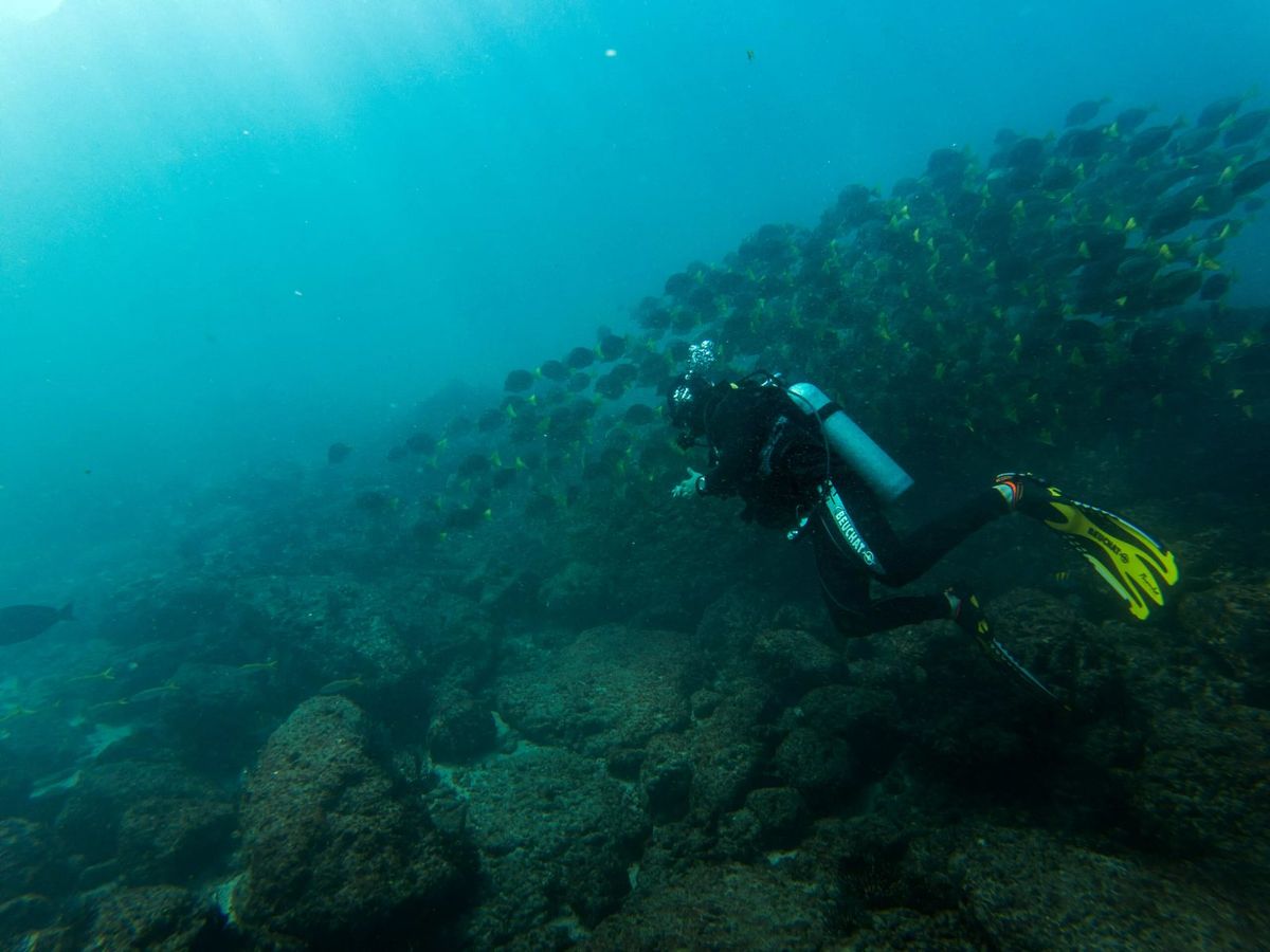 Curso de Ciencia del Buceo